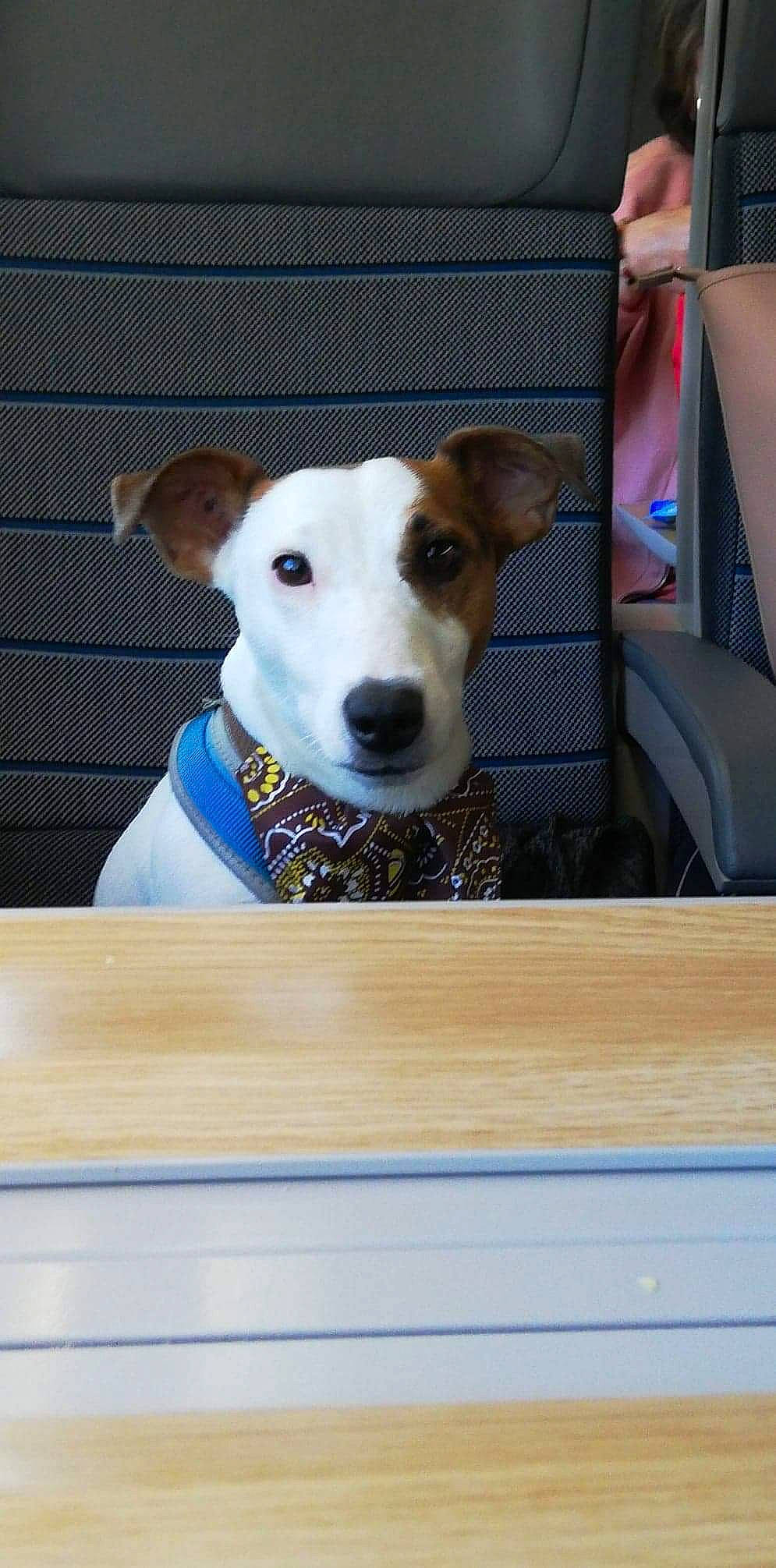 Jet a rejoint le concours — aidez-le/la à gagner de superbes lots ! canidae, carnivore, companion_dog, dog, dog_breed, fawn, feist, fox_terrier, greyhound, italian_greyhound, magyar_agar, mammal, rare_breed_dog, russell_terrier, snout, vertebrate, whippet, whiskers