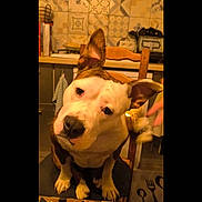 Leïka a rejoint le concours — aidez-le/la à gagner de superbes lots ! dog, pet, kitchen, chair, tile_pattern, curious, indoor, animal, brown_and_white, head_tilt, ears, table, hand, home, furniture, domestic, mammal, companion, cute, portrait