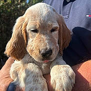 Bolt participe au concours pour gagner de l'argent avec cette photo : puppy, dog, golden_retriever, animal, pet, cute, sleepy, tongue_out, close_up, sunlight, person, arm, holding, outdoor, nature, fur, mammal, companion, friendly, portrait