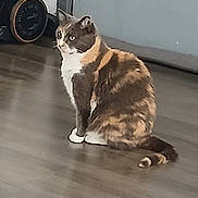 Harmonie a rejoint le concours — aidez-le/la à gagner de superbes lots ! cat, feline, pet, indoor, floor, wooden_floor, fur, sitting, animal, domestic_animal, looking_away, whiskers, tail, ears, calico, household, quiet, still_life, side_view, domestic