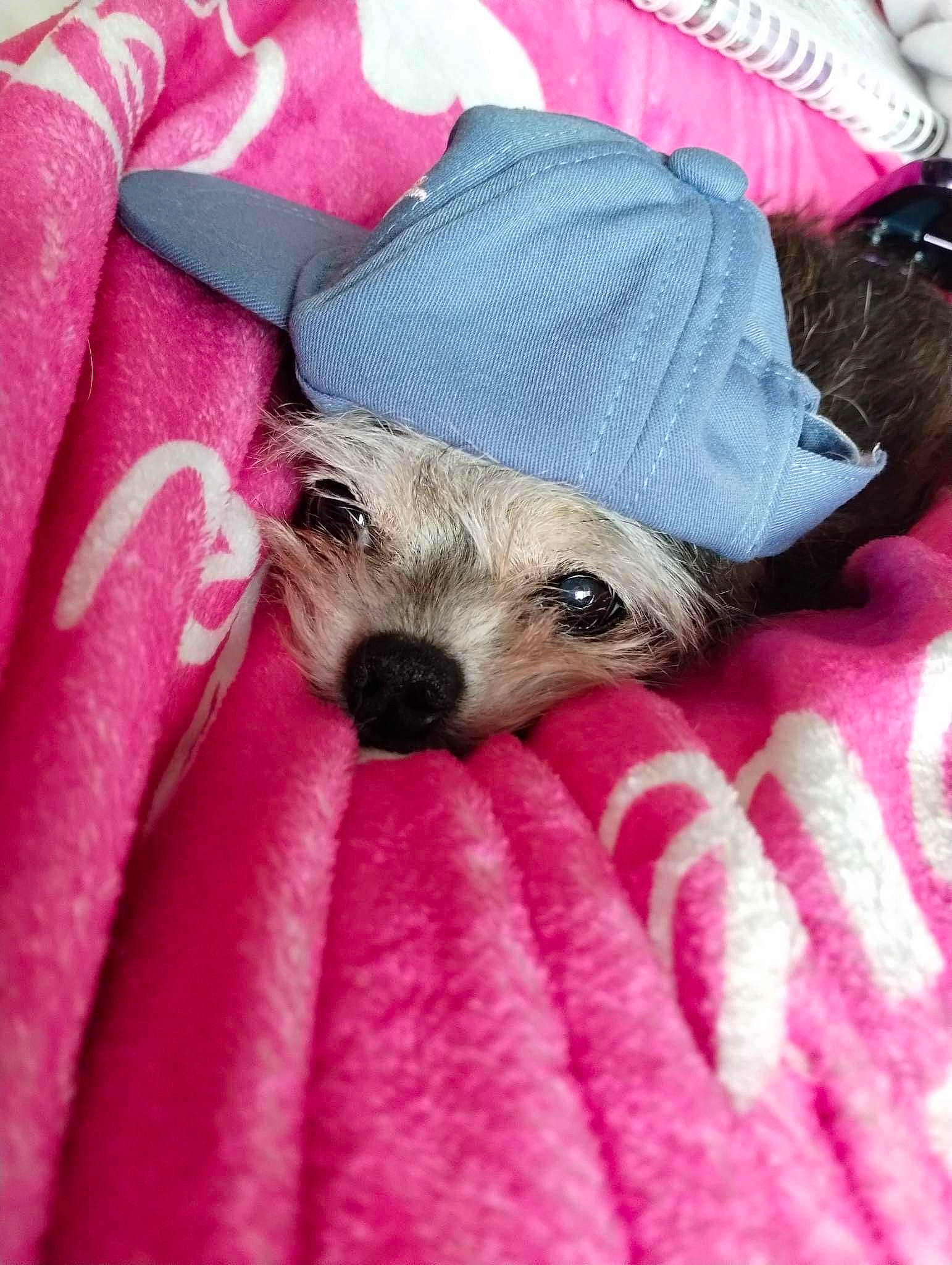 Poopie joined the competition — help win amazing prizes! canidae, cap, carnivore, comfort, companion_dog, dog, dog_breed, dog_clothes, dog_supply, fawn, fur, hat, linens, magenta, pink, snout, sporting_group, terrier, textile, toy_dog