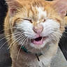 cat, orange_cat, white_cat, feline, pet, close_up, portrait, open_mouth, closed_eyes, whiskers, ears, collar, tag, fur, standing, outdoor, vehicle, gray_background, funny_expression, animal_photography