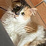 cat, calico_cat, fluffy, longhaired, feline, pet, animal, closeup, portrait, face, eyes, whiskers, ears, fur, white_fur, orange_fur, gray_fur, curious, indoors, tile_floor