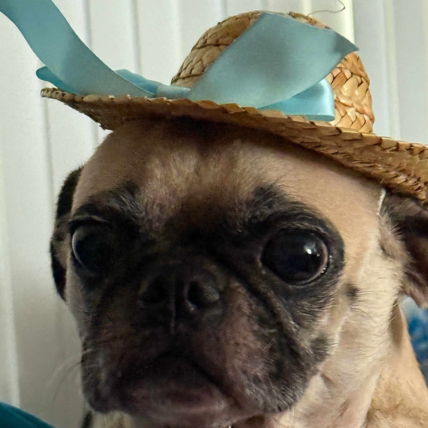 Gomita is registered to the contest to win money with this photo: animal, big_eyes, black_nose, blue_ribbon, brown_fur, close_up, costume, curious, cute, dog, face, funny, hat, headwear, indoor, pet, portrait, pug, straw_hat, wrinkles