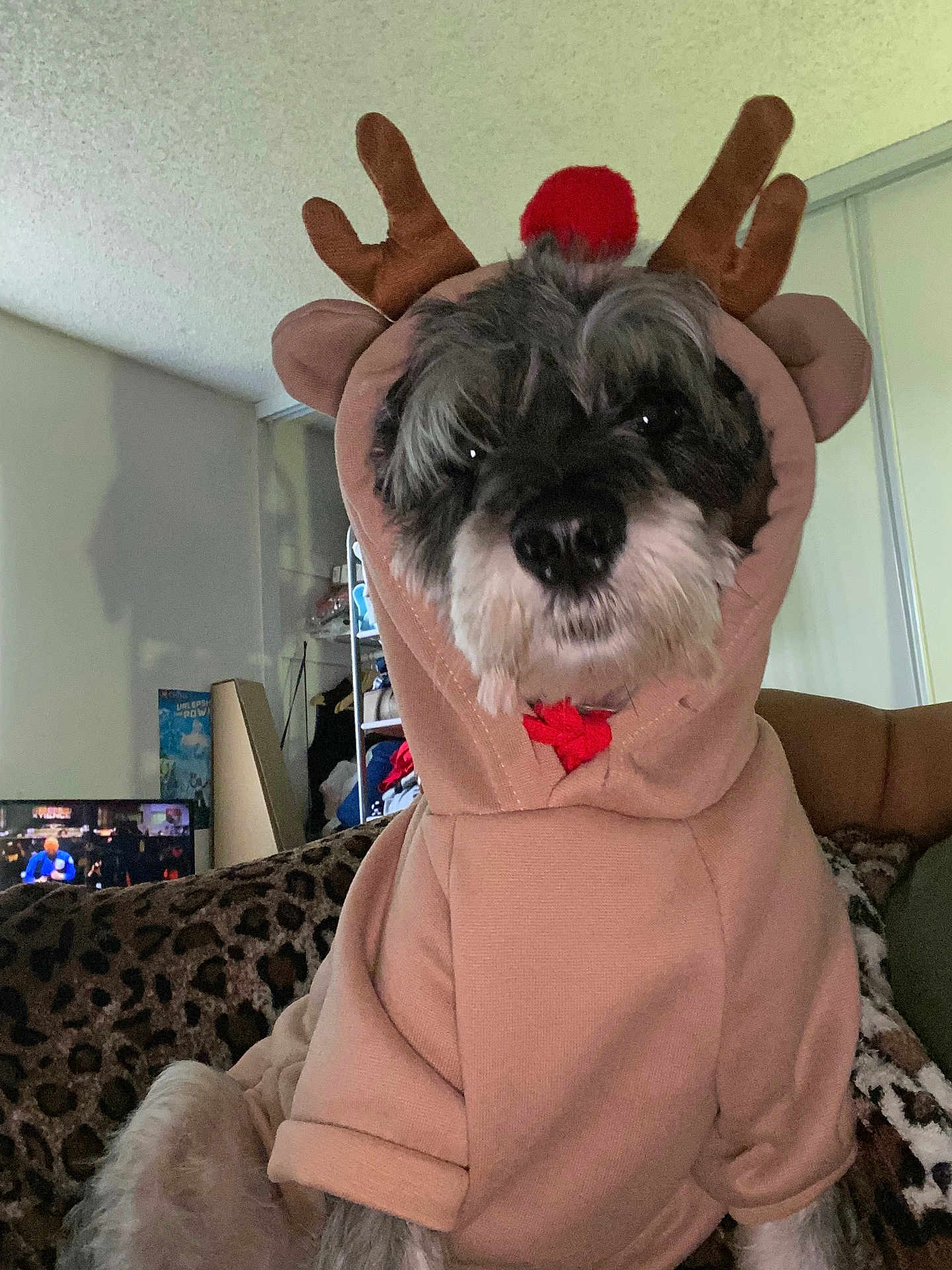Simba joined the competition — help win amazing prizes! dog, reindeer_costume, hoodie, antlers, red_nose, leopard_print, blanket, indoor, pet, canine, furry, cute, costume, animal, sofa, living_room, cozy, face, fur, sitting