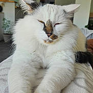 Réglisse a rejoint le concours — aidez-le/la à gagner de superbes lots ! animal, black_markings, brown_markings, cat, closeup, comfortable, cozy, domestic, face, feline, fluffy, fur, indoor, paws, pet, relaxed, sleepy, stretching, whiskers, white_fur