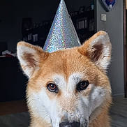 Hokkaï a rejoint le concours — aidez-le/la à gagner de superbes lots ! animal, brown_fur, canine, celebration, close_up, dog, ears, expression, face, floor, fur, hat, head, indoors, party_hat, pet, portrait, sitting, wall, white_fur