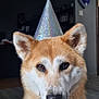 animal, brown_fur, canine, celebration, close_up, dog, ears, expression, face, floor, fur, hat, head, indoors, party_hat, pet, portrait, sitting, wall, white_fur
