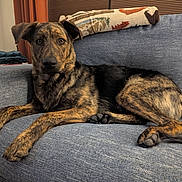 Bodhi joined the competition — help win amazing prizes! animal, blanket, brindle_coat, canine, comfort, couch, curious, dog, domestic, ears, face, fur, furniture, home, indoor, living_room, paw, pet, relaxed, resting