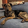 animal, blanket, brindle_coat, canine, comfort, couch, curious, dog, domestic, ears, face, fur, furniture, home, indoor, living_room, paw, pet, relaxed, resting