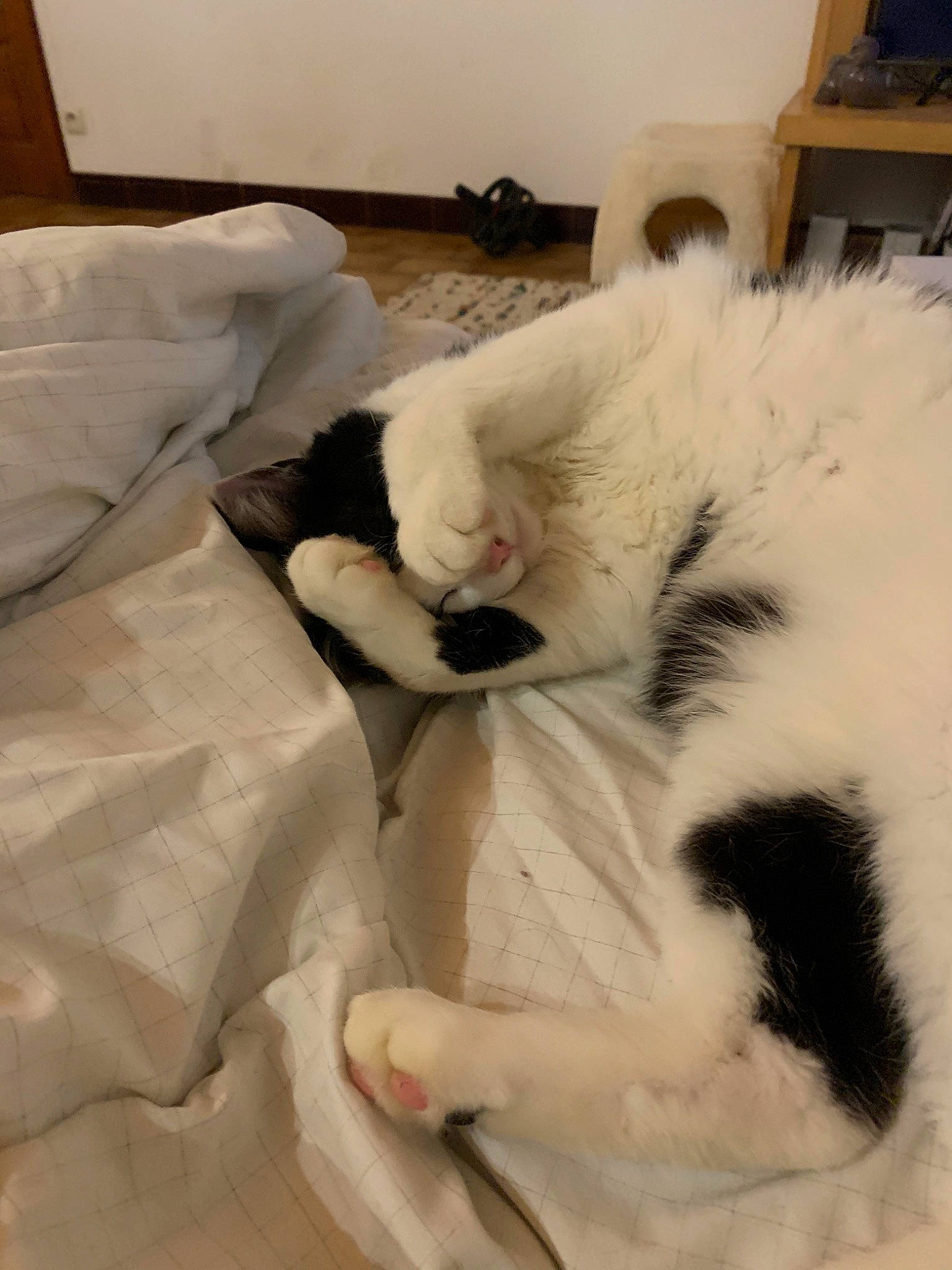 Mino a rejoint le concours — aidez-le/la à gagner de superbes lots ! canidae, carnivore, cat, felidae, fur, nap, nose, paw, sleep, small_to_medium_sized_cats, snout, tail, whiskers