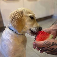 Arya participe au concours pour gagner de l'argent avec cette photo : dog, golden_retriever, puppy, watermelon, fruit, bite, tattoo, hand, indoor, kitchen, floor, tile, pet, animal, cute, young, closeup, feeding, snack, domestic