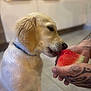 dog, golden_retriever, puppy, watermelon, fruit, bite, tattoo, hand, indoor, kitchen, floor, tile, pet, animal, cute, young, closeup, feeding, snack, domestic