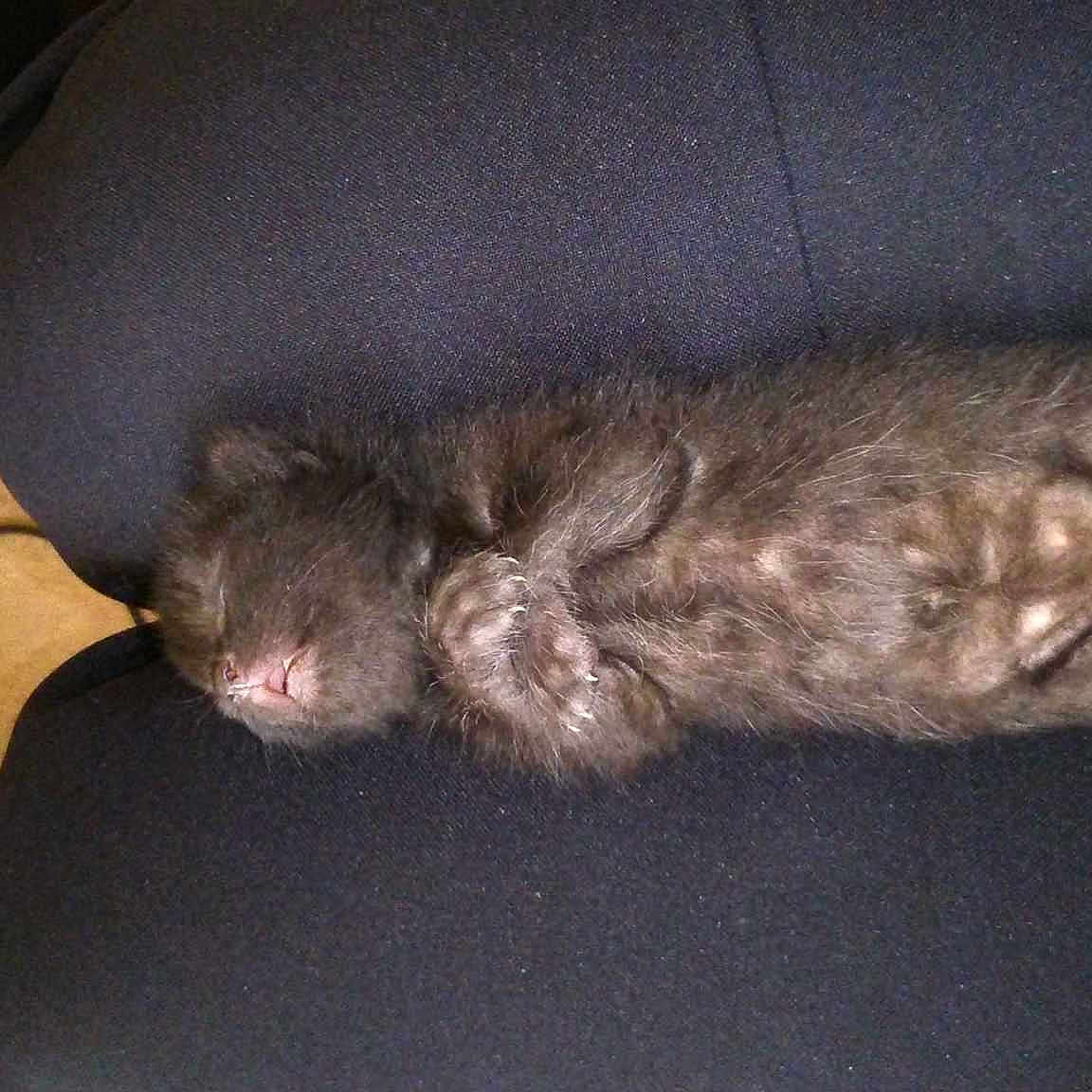 Neelix is registered to the contest to win money with this photo: