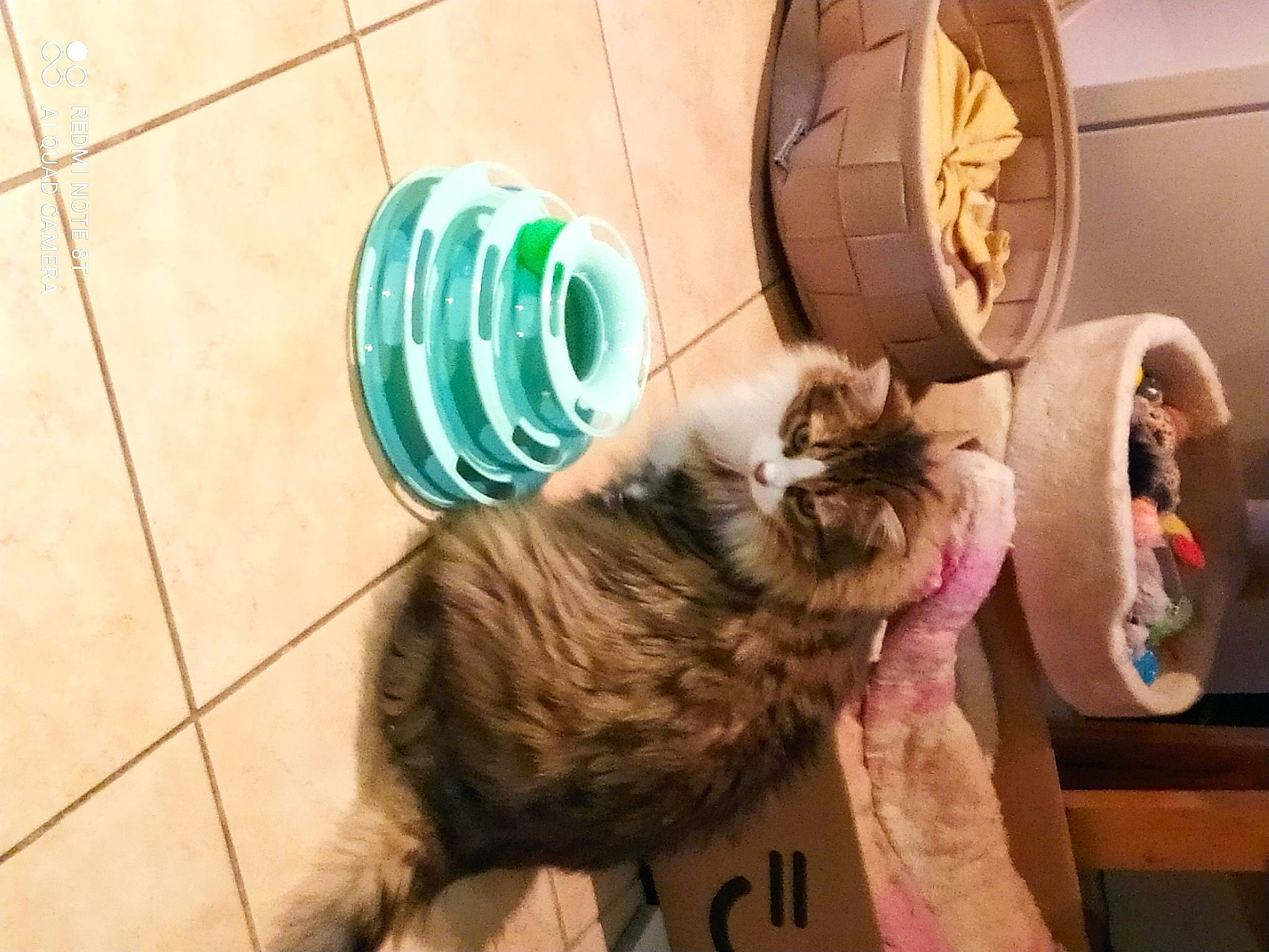 Plume participe au concours pour gagner de l'argent avec cette photo : bag, baggage, carnivore, cat, cat_supply, comfort, domestic_short_haired_cat, fawn, felidae, flooring, fur, hardwood, luggage_and_bags, paw, personal_protective_equipment, room, small_to_medium_sized_cats, tail, whiskers, wood