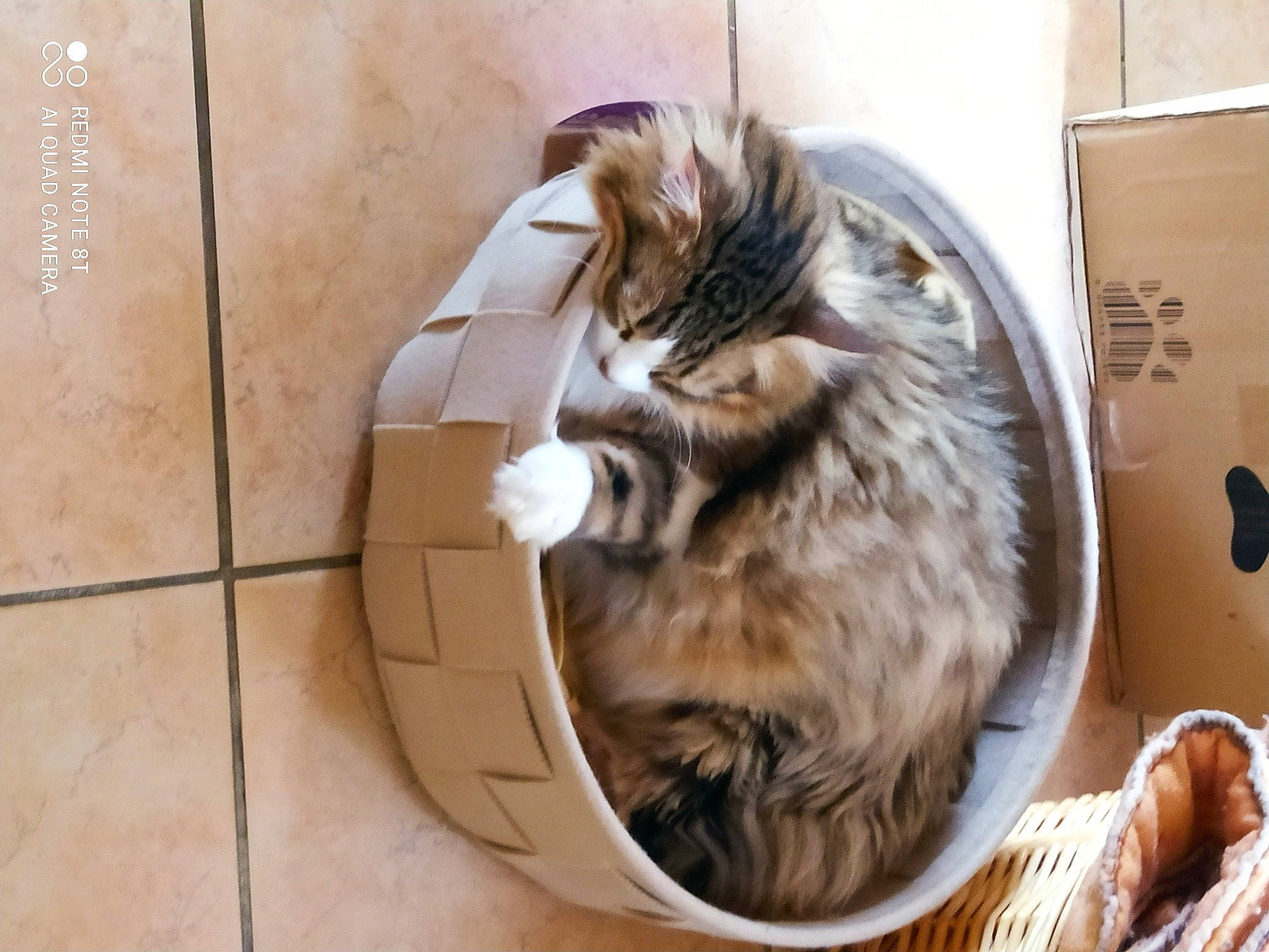 Plume participe au concours pour gagner de l'argent avec cette photo : box, carnivore, cat, claw, comfort, domestic_short_haired_cat, felidae, flooring, fur, hardwood, paw, pet_supply, small_to_medium_sized_cats, tail, terrestrial_animal, whiskers, wood