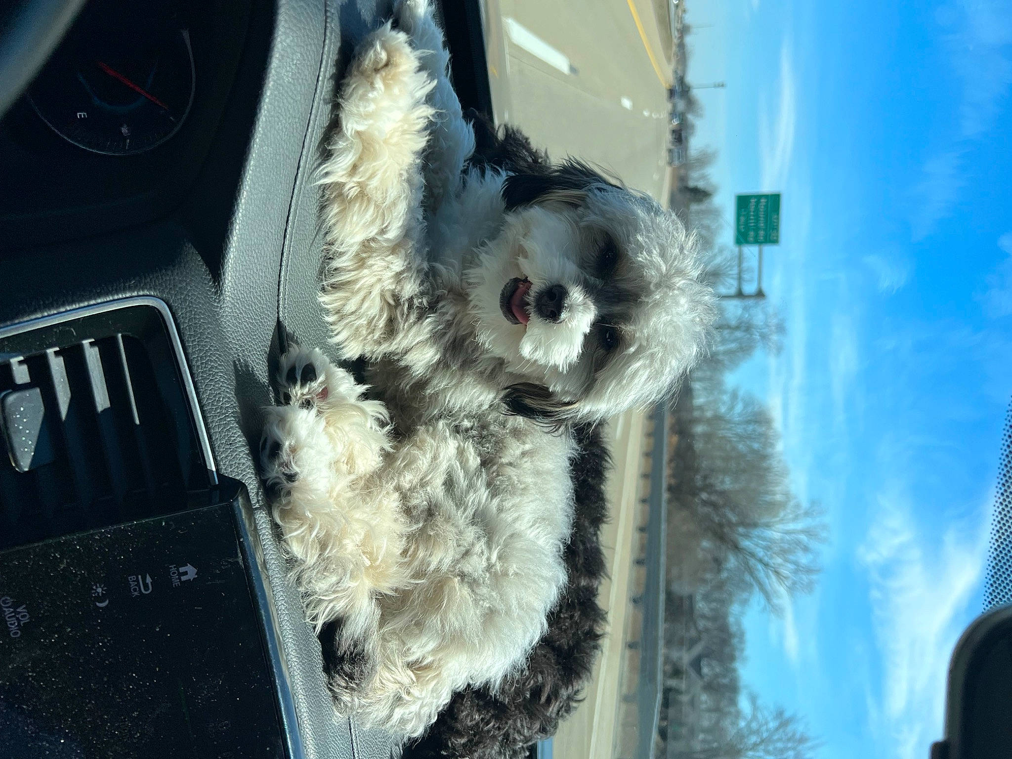 Maggie is registered to the contest to win money with this photo: automotive_design, automotive_exterior, canidae, carnivore, cloud, dog_breed, electric_blue, event, feather, fur, hood, motor_vehicle, palm_tree, sky, snout, sporting_group, toy, tree, vehicle, whiskers