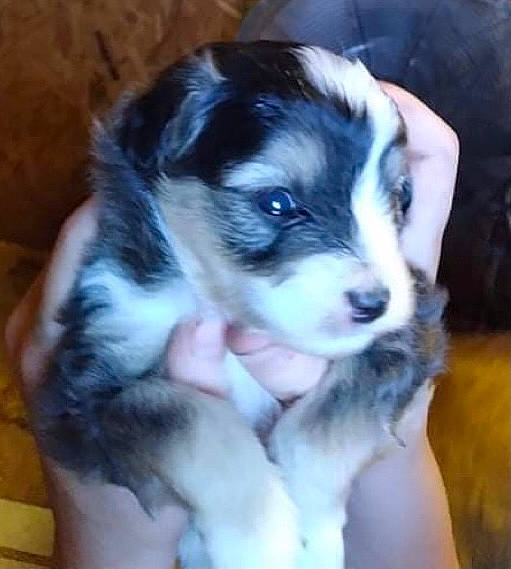 Maggie joined the competition — help win amazing prizes! australian_shepherd, border_collie, bored, canidae, carnivore, companion_dog, dog, dog_breed, fur, herding_dog, miniature_australian_shepherd, non_sporting_group, puppy, pyrenean_mastiff, sporting_group, texas_heeler, toy_dog, whiskers, working_dog