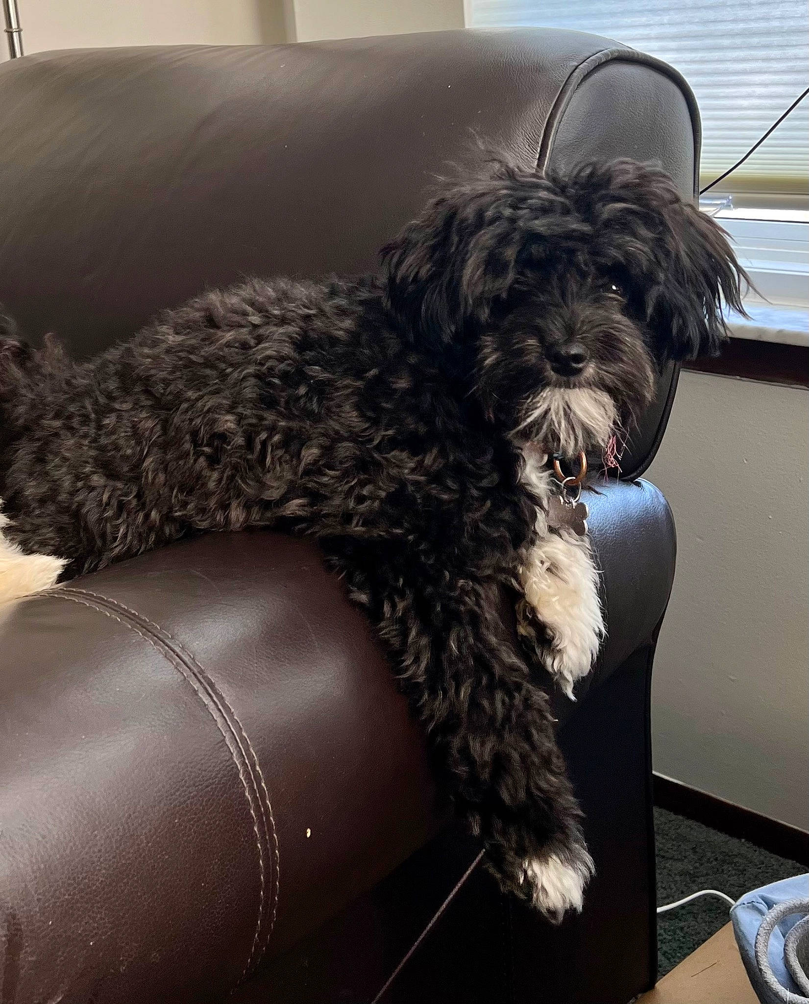 Rosie joined the competition — help win amazing prizes! canidae, car_seat, car_seat_cover, carnivore, comfort, companion_dog, dog, dog_breed, dog_collar, fur, labradoodle, liver, small_terrier, snout, sporting_group, tableware, terrier, toy_dog, water_dog, working_animal