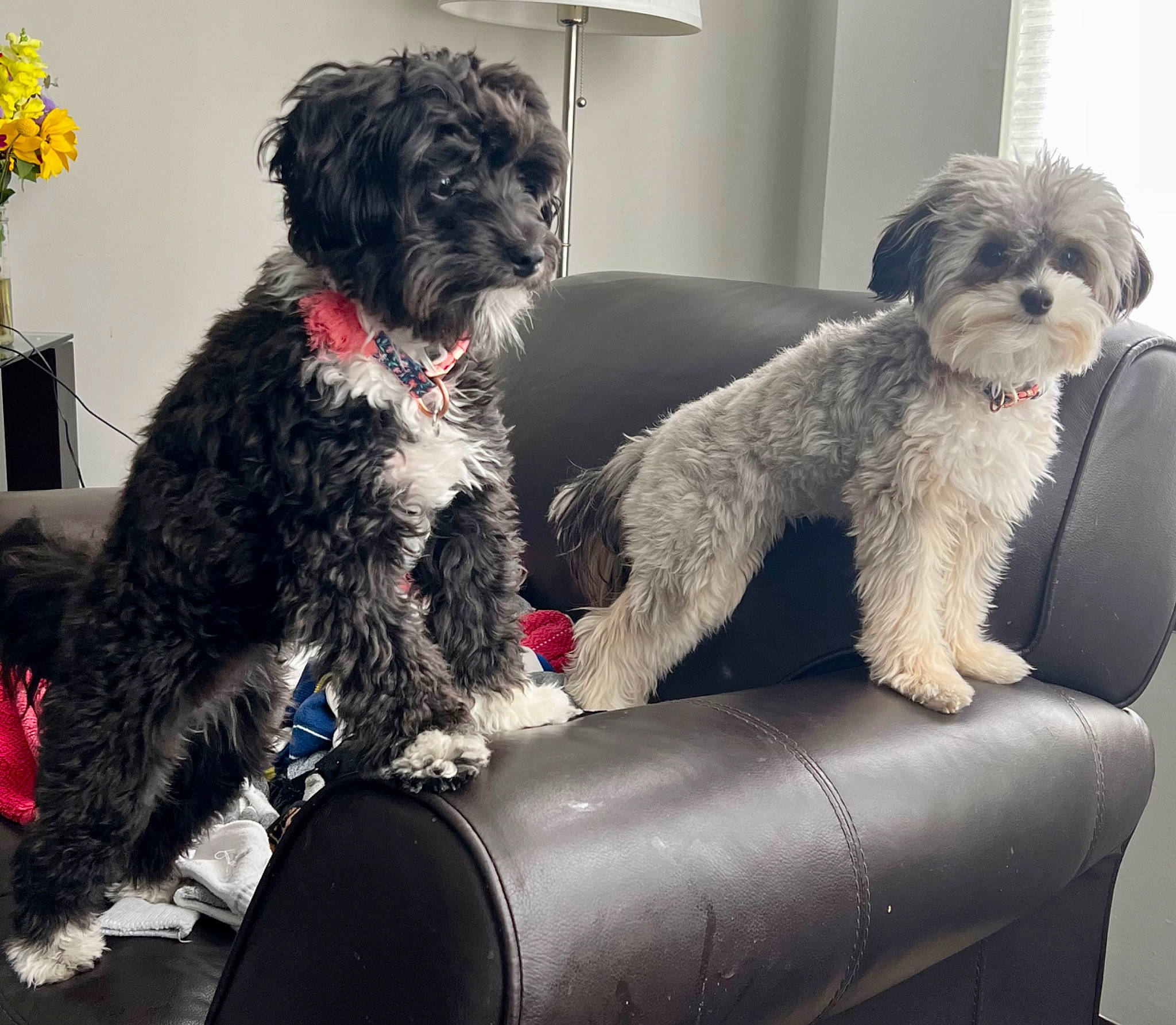 Rosie joined the competition — help win amazing prizes! canidae, carnivore, collar, comfort, companion_dog, dog, dog_breed, dog_collar, dog_supply, fur, maltepoo, non_sporting_group, small_terrier, snout, sporting_group, terrier, toy_dog, water_dog, working_animal, yorkipoo