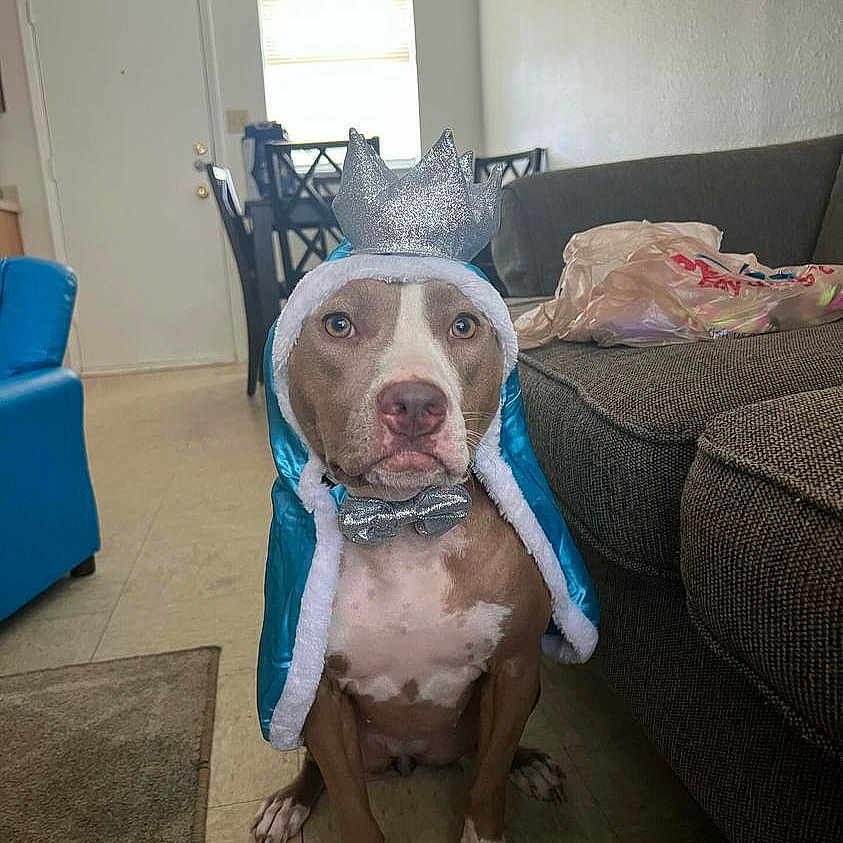 Margot joined the competition — help win amazing prizes! animal, architecture, blanket, building, bulldog, canine, couch, cushion, dog, furniture, indoors, interiordesign, livingroom, person, pet, pitbull, puppy, room, sitting, snout