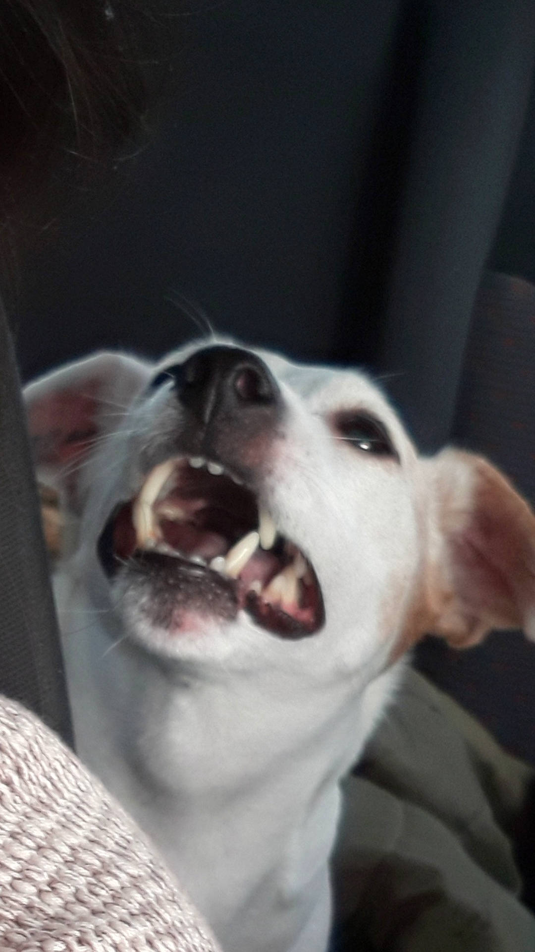 Doris participe au concours pour gagner de l'argent avec cette photo : canidae, carnivore, dog, dog_breed, ear, feist, head, joy, lurcher, mammal, mouth, nose, person, puppy, puppy_love, russell_terrier, snout, street_dog, whippet, whiskers