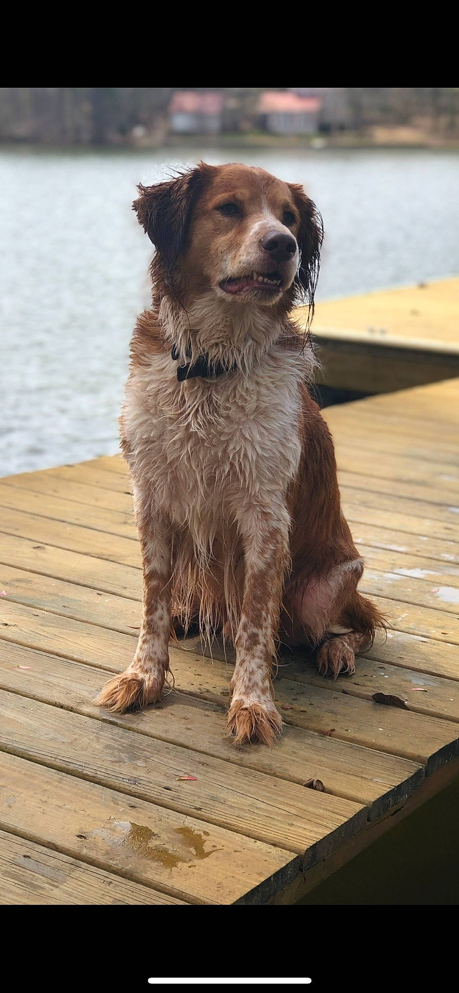 Brody is registered to the contest to win money with this photo: carnivore, companion_dog, dog, dog_breed, fur, gun_dog, hardwood, hunting_dog, lake, liver, plank, sky, sporting_group, stichelhaar, terrestrial_animal, water, wood, working_dog