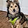 Balto