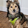 dog, pet, indoor, parquet_floor, green_harness, brown_fur, black_fur, sitting, looking_at_camera, ears_up, floor, door, wall, animal, companion, canine, cute, furry, domestic, portrait