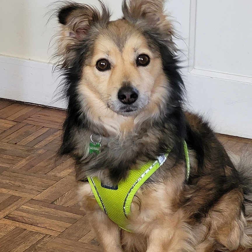 Balto a rejoint le concours — aidez-le/la à gagner de superbes lots ! dog, pet, indoor, parquet_floor, green_harness, brown_fur, black_fur, sitting, looking_at_camera, ears_up, floor, door, wall, animal, companion, canine, cute, furry, domestic, portrait