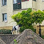 Utopia a rejoint le concours — aidez-le/la à gagner de superbes lots ! dog, black_and_white, red_collar, rooftop, residential_building, balcony, potted_plants, green_foliage, tree, shingles, urban, outdoor, animal, pet, side_view, standing, daylight, nature, architecture, window