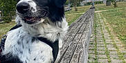 Utopia a rejoint le concours — aidez-le/la à gagner de superbes lots ! dog, black_and_white, leash, bench, park, grass, trees, sidewalk, urban, buildings, sky, clouds, outdoor, pet, animal, fur, happy, sitting, nature, daylight