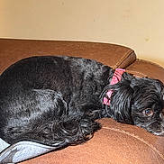 Laly is registered to the contest to win money with this photo: dog, black_dog, pet, collar, pink_collar, couch, leather_couch, resting, curled_up, indoor, furniture, animal, side_view, relaxed, companion, cute, small_dog, home, cozy, portrait