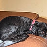 dog, black_dog, pet, collar, pink_collar, couch, leather_couch, resting, curled_up, indoor, furniture, animal, side_view, relaxed, companion, cute, small_dog, home, cozy, portrait