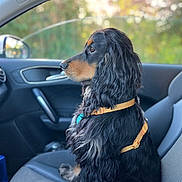 Vegas participe au concours pour gagner de l'argent avec cette photo : dog, black, tan, wavy_fur, car_interior, car_seat, yellow_harness, side_view, pet, domestic_animal, canine, sitting, window, looking_away, daylight, vehicle, seatbelt, calm, indoors, closeup