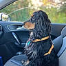 dog, black, tan, wavy_fur, car_interior, car_seat, yellow_harness, side_view, pet, domestic_animal, canine, sitting, window, looking_away, daylight, vehicle, seatbelt, calm, indoors, closeup