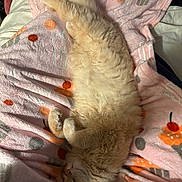 Jinx joined the competition — help win amazing prizes! cat, feline, pet, sleeping, blanket, pink_blanket, cupcake_pattern, bed, cozy, fur, fluffy, paws, whiskers, indoor, domestic, resting, stretched, soft_texture, close_up, pastel_colors