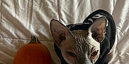 Church joined the competition — help win amazing prizes! animal, autumn, bed, blanket, cat, cozy, feline, furless, halloween, hoodie, indoor, large_ears, orange, pet, portrait, pumpkin, sphynx_cat, stare, white_bedding, wrinkled_skin