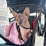 Church is registered to the contest to win money with this photo: animal, blanket, blue_eyes, cat, curious_expression, fabric_tag, hairless_cat, harness, indoor, large_ears, metal_frame, pet, pet_stroller, pink_blanket, portrait, shopping_stroller, sphynx_cat, stroller, wheel, wrinkled_skin