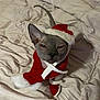 Church joined the competition — help win amazing prizes! animal, bed, blanket, cat, christmas_costume, cozy, cute, ears, festive, hairless_cat, holiday, indoor, pet, portrait, red_boot, red_scarf, santa_hat, sphynx_cat, stare, wrinkled_skin