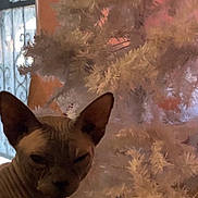 Church joined the competition — help win amazing prizes! artificial_tree, branches, cat, christmas_tree, closeup, cozy, curious_expression, decoration, ears, face, hairless_cat, indoor, moody_lighting, orange_wall, pet, portrait, sphynx_cat, white_tree, window, window_grill