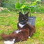 cat, tuxedo_cat, grass, outdoor, plants, potted_plants, greenery, relaxed, animal, pet, nature, fur, whiskers, leaf, garden, mammal, resting, domestic_cat, cute, animal_portrait