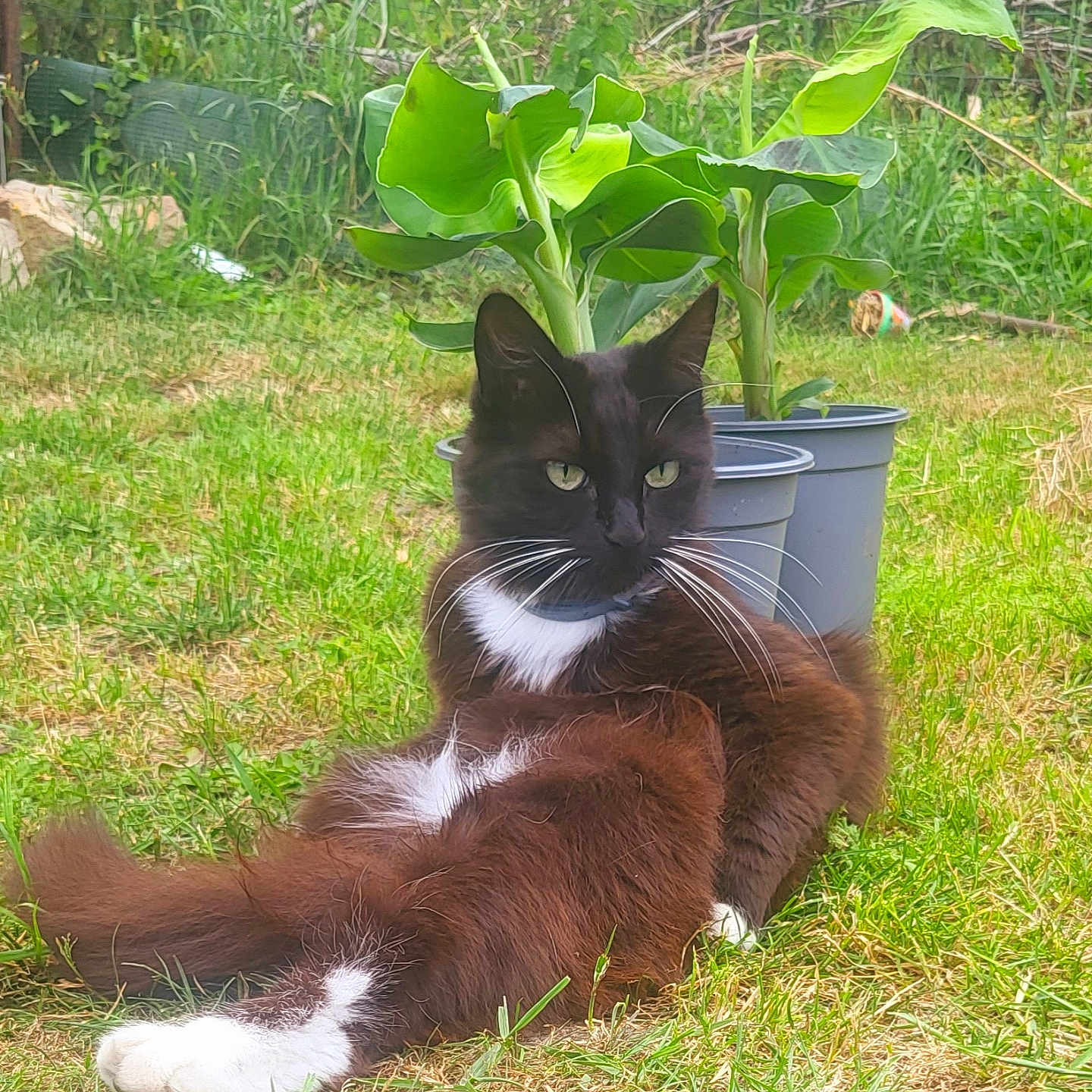 Lily participe au concours pour gagner de l'argent avec cette photo : animal, animal_portrait, cat, cute, domestic_cat, fur, garden, grass, greenery, leaf, mammal, nature, outdoor, pet, plants, potted_plants, relaxed, resting, tuxedo_cat, whiskers