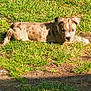 Mazy a rejoint le concours — aidez-le/la à gagner de superbes lots ! puppy, dog, grass, outdoor, sunlight, shadow, animal, pet, brindle, canine, nature, resting, young, cute, fur, mammal, playful, daylight, summer, relaxing