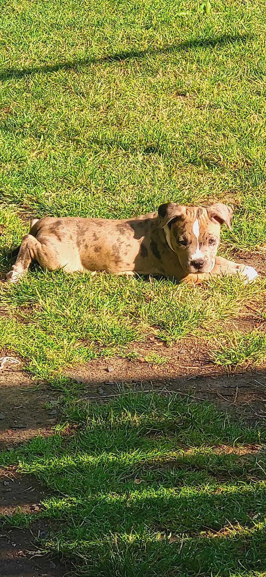 Mazy a rejoint le concours — aidez-le/la à gagner de superbes lots ! puppy, dog, grass, outdoor, sunlight, shadow, animal, pet, brindle, canine, nature, resting, young, cute, fur, mammal, playful, daylight, summer, relaxing
