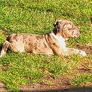 Mazy a rejoint le concours — aidez-le/la à gagner de superbes lots ! dog, grass, outdoor, sunlight, relaxed, animal, pet, nature, greenery, canine, spotted, lying_down, sunny, daytime, peaceful, mammal, fur, side_view, quiet, resting