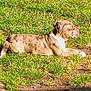 dog, grass, outdoor, sunlight, relaxed, animal, pet, nature, greenery, canine, spotted, lying_down, sunny, daytime, peaceful, mammal, fur, side_view, quiet, resting