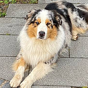 Harry participe au concours pour gagner de l'argent avec cette photo : dog, australian_shepherd, merle_coat, outdoor, stone_pathway, grass, laying_down, pet, canine, fur, animal, nature, ears, nose, paws, quiet, calm, portrait, close_up, fluffy