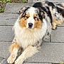 dog, australian_shepherd, merle_coat, outdoor, stone_pathway, grass, laying_down, pet, canine, fur, animal, nature, ears, nose, paws, quiet, calm, portrait, close_up, fluffy