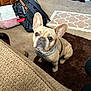 animal, backpack, beige, brown, canine, carpet, companion, curious, dog, dog_bed, domestic, ears, floor, french_bulldog, furniture, indoor, living_room, looking_up, pet, rug